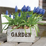 Muscari - Grape Hyacinth - for Containers