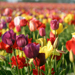 Tulip - Economy Medley of Varieties