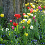 Tulip - Non-Stop Mixed Colors Blend