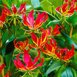 Gloriosa - Rothschildiana
