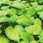 Hosta - Guacamole
