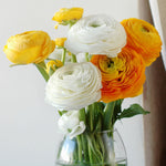 Ranunculus - Buttercups - Snowstorm