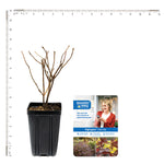 Bloomin' Easy® - Diervilla Nightglow® - 4" Potted Rocketliners®