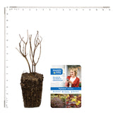 Bloomin' Easy® - Diervilla Nightglow® - 4" Potted Rocketliners®
