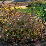 Bloomin' Easy® - Diervilla Nightglow® - 4" Potted Rocketliners®
