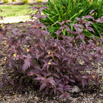 Bloomin' Easy® - Diervilla Nightglow® - 4" Potted Rocketliners®