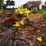 Bloomin' Easy® - Diervilla Nightglow® - 4" Potted Rocketliners®