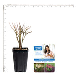 Bloomin' Easy® - Hydrangea Candelabra® - 4" Potted Rocketliners®