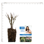 Bloomin' Easy® - Hydrangea Candelabra® - 4" Potted Rocketliners®