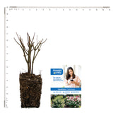 Bloomin' Easy® - Hydrangea Candelabra® - 4" Potted Rocketliners®