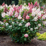 Bloomin' Easy® - Hydrangea Candelabra® - 4" Potted Rocketliners®