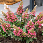 Bloomin' Easy® - Hydrangea Candelabra® - 4" Potted Rocketliners®