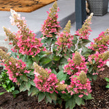 Bloomin' Easy® - Hydrangea Candelabra® - 4" Potted Rocketliners®