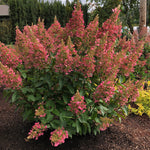 Bloomin' Easy® - Hydrangea Candelabra® - 4" Potted Rocketliners®