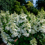 Bloomin' Easy® - Hydrangea Candelabra® - 4" Potted Rocketliners®