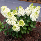 Bloomin' Easy® - Hydrangea Moonrock™ - 4" Potted Rocketliners®
