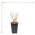 Hydrangea - Sweet Summer - 4" Potted Rocketliners®