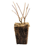Hydrangea - Sweet Summer - 4" Potted Rocketliners®