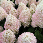 Hydrangea - Sweet Summer - 4" Potted Rocketliners®