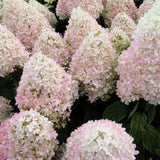 Hydrangea - Sweet Summer - 4" Potted Rocketliners®