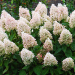 Hydrangea - Sweet Summer - 4" Potted Rocketliners®