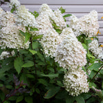 Hydrangea - Sweet Summer - 4" Potted Rocketliners®