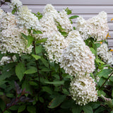 Hydrangea - Sweet Summer - 4" Potted Rocketliners®