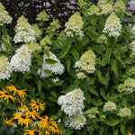 Hydrangea - Sweet Summer - 4" Potted Rocketliners®