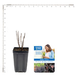 Bloomin' Easy® - Physocarpus Panther® - 4" Potted Rocketliners®