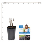 Bloomin' Easy® - Physocarpus Panther® - 4" Potted Rocketliners®