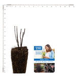 Bloomin' Easy® - Physocarpus Panther® - 4" Potted Rocketliners®