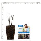 Bloomin' Easy® - Physocarpus Panther® - 4" Potted Rocketliners®