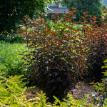 Bloomin' Easy® - Physocarpus Panther® - 4" Potted Rocketliners®