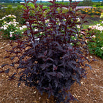 Bloomin' Easy® - Physocarpus Panther® - 4" Potted Rocketliners®