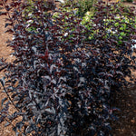 Bloomin' Easy® - Physocarpus Panther® - 4" Potted Rocketliners®