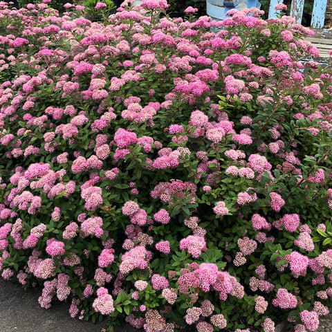 Bloomin' Easy® - Spiraea Poprocks™ Petite - 4" Potted Rocketliners®