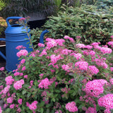Bloomin' Easy® - Spiraea Poprocks™ Petite - 4" Potted Rocketliners®