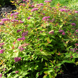 Bloomin' Easy® - Spiraea Rainbow Fizz™ - 4" Potted Rocketliners®