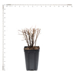 Spiraea - Snowmound - 4" Potted Rocketliners®