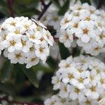 Spiraea - Snowmound - 4" Potted Rocketliners®