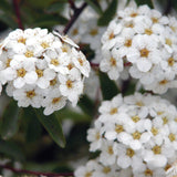 Spiraea - Snowmound - 4" Potted Rocketliners®