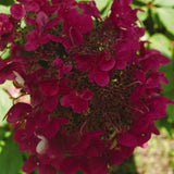 Hydrangea - Fire and Ice - 4" Potted Rocketliners®