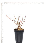Viburnum Sterile - 4" Potted Rocketliners®