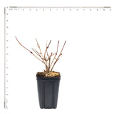 Viburnum Sterile - 4" Potted Rocketliners®
