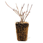 Viburnum Sterile - 4" Potted Rocketliners®