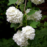 Viburnum Sterile - 4" Potted Rocketliners®