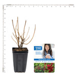 Bloomin' Easy® - Weigela Maroon Swoon® - 4" Potted Rocketliners®