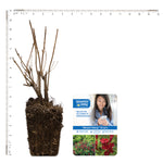 Bloomin' Easy® - Weigela Maroon Swoon® - 4" Potted Rocketliners®