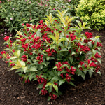 Bloomin' Easy® - Weigela Maroon Swoon® - 4" Potted Rocketliners®