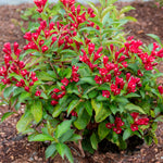 Bloomin' Easy® - Weigela Maroon Swoon® - 4" Potted Rocketliners®